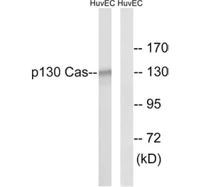 Western Blot - Anti-p130 Cas Antibody (B0077) - Antibodies.com