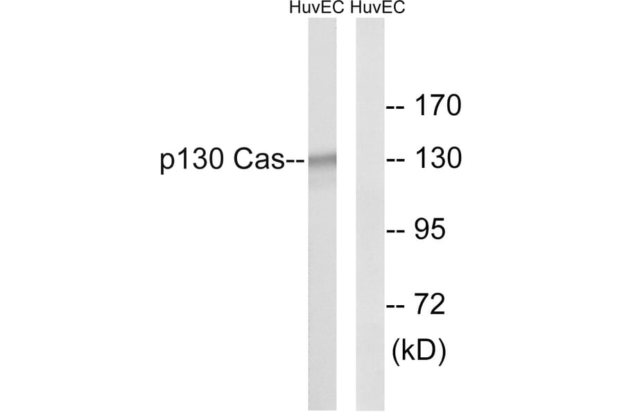 Western Blot - Anti-p130 Cas Antibody (B0077) - Antibodies.com