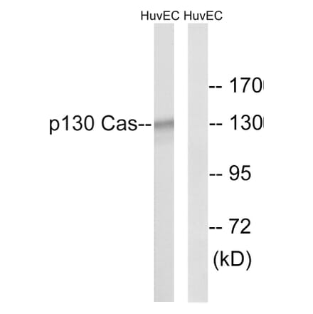 Western Blot - Anti-p130 Cas Antibody (B0077) - Antibodies.com