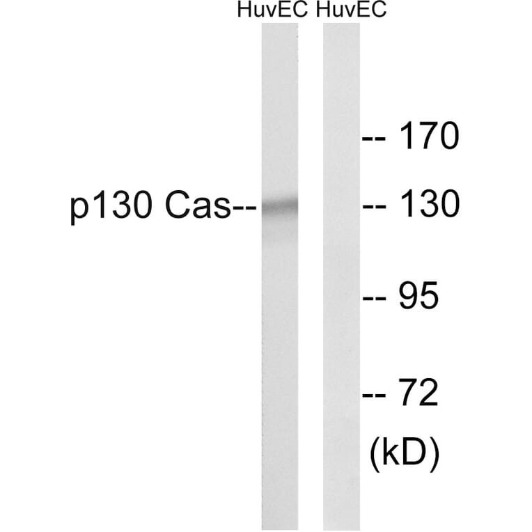 Western Blot - Anti-p130 Cas Antibody (B0077) - Antibodies.com