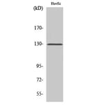 Western Blot - Anti-p130 Cas Antibody (B0077) - Antibodies.com