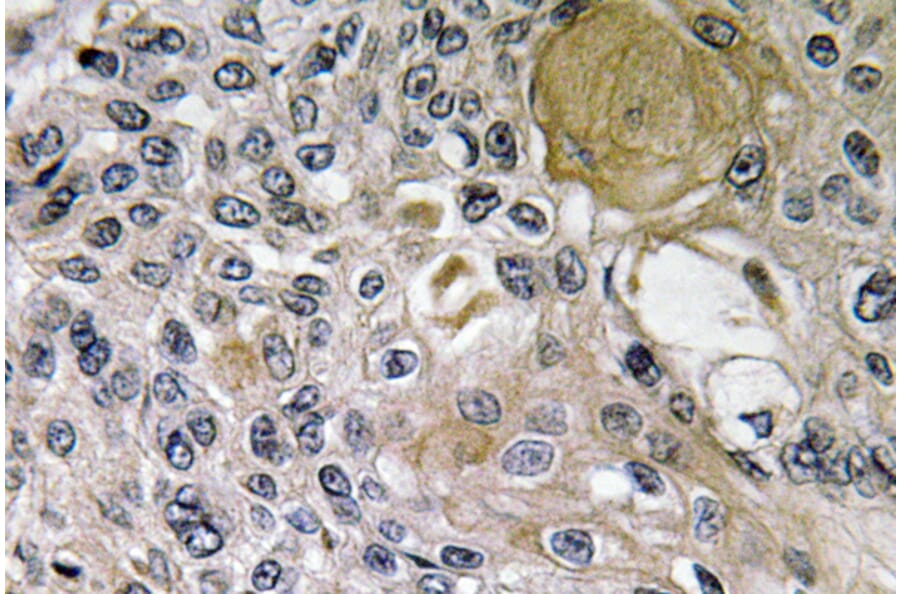 Immunohistochemistry - Anti-Netrin-1 Antibody (R12-2256) - Antibodies.com