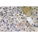 Immunohistochemistry - Anti-Netrin-1 Antibody (R12-2256) - Antibodies.com