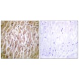 Immunohistochemistry - Anti-MAPKAPK2 Antibody (B0677) - Antibodies.com