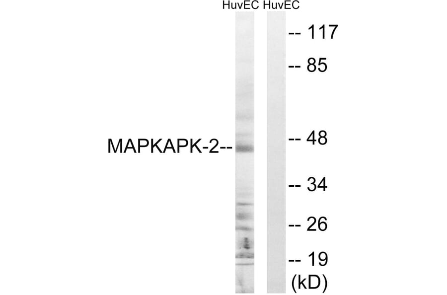 Western Blot - Anti-MAPKAPK2 Antibody (B0677) - Antibodies.com