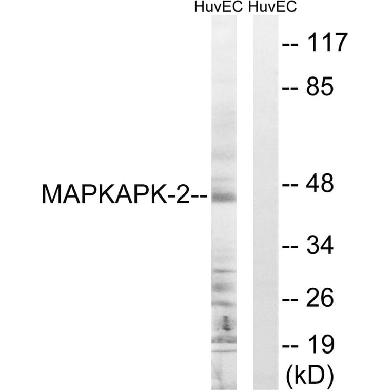 Western Blot - Anti-MAPKAPK2 Antibody (B0677) - Antibodies.com