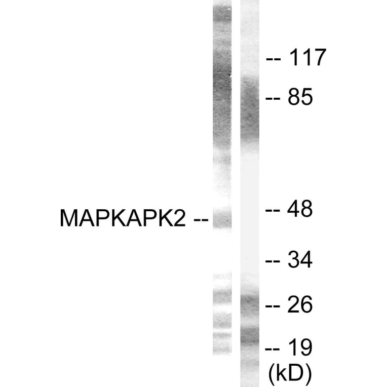 Western Blot - Anti-MAPKAPK2 Antibody (B0018) - Antibodies.com