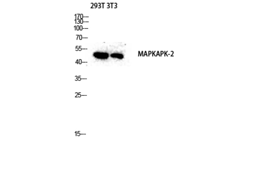 Western Blot - Anti-MAPKAPK2 Antibody (B0018) - Antibodies.com