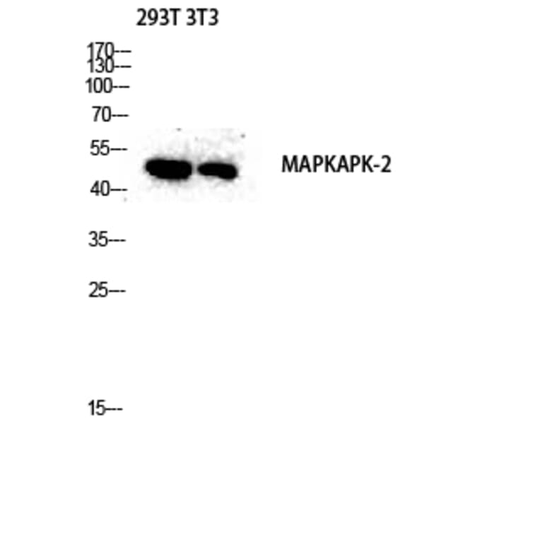 Western Blot - Anti-MAPKAPK2 Antibody (B0018) - Antibodies.com