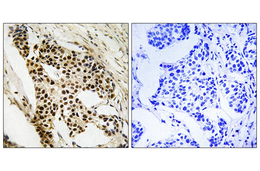 Immunohistochemistry - Anti-MAPKAPK2 Antibody (B8363) - Antibodies.com