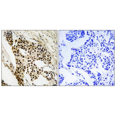 Immunohistochemistry - Anti-MAPKAPK2 Antibody (B8363) - Antibodies.com