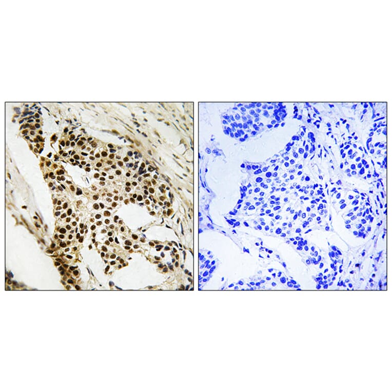 Immunohistochemistry - Anti-MAPKAPK2 Antibody (B8363) - Antibodies.com