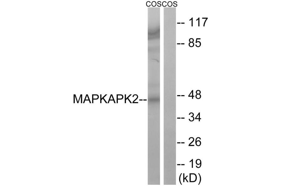 Western Blot - Anti-MAPKAPK2 Antibody (B8363) - Antibodies.com