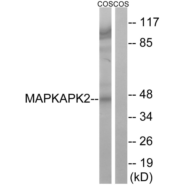 Western Blot - Anti-MAPKAPK2 Antibody (B8363) - Antibodies.com