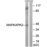 Western Blot - Anti-MAPKAPK2 Antibody (B8363) - Antibodies.com