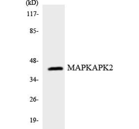 Western Blot - Anti-MAPKAPK2 Antibody (R12-2994) - Antibodies.com