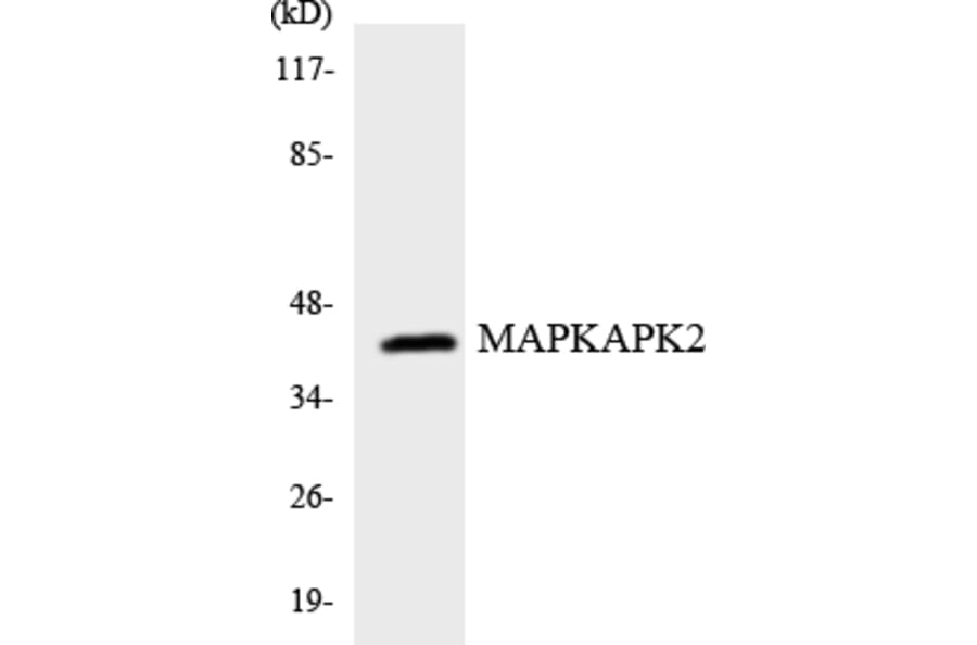 Western Blot - Anti-MAPKAPK2 Antibody (R12-2994) - Antibodies.com