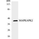 Western Blot - Anti-MAPKAPK2 Antibody (R12-2994) - Antibodies.com