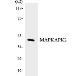 Western Blot - Anti-MAPKAPK2 Antibody (R12-2995) - Antibodies.com