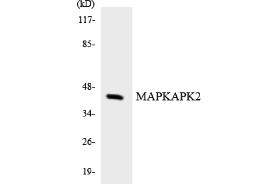 Western Blot - Anti-MAPKAPK2 Antibody (R12-2995) - Antibodies.com