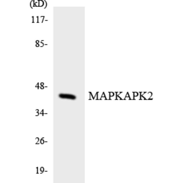 Western Blot - Anti-MAPKAPK2 Antibody (R12-2995) - Antibodies.com