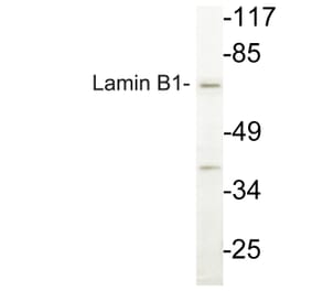 Western Blot - Anti-Lamin B1 Antibody (R12-2224) - Antibodies.com