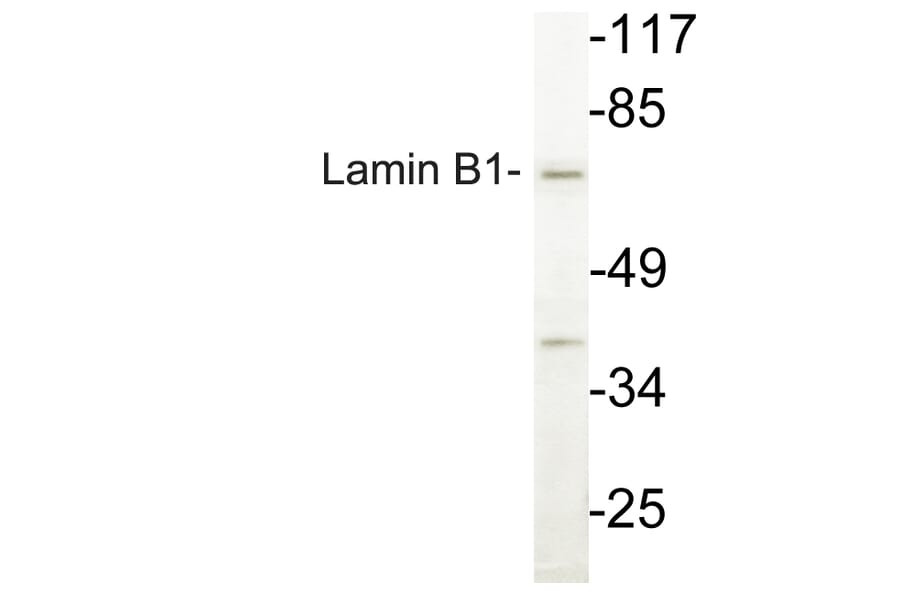 Western Blot - Anti-Lamin B1 Antibody (R12-2224) - Antibodies.com