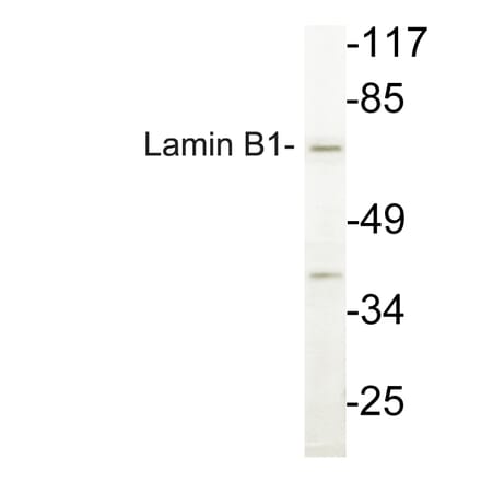 Western Blot - Anti-Lamin B1 Antibody (R12-2224) - Antibodies.com