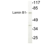 Western Blot - Anti-Lamin B1 Antibody (R12-2224) - Antibodies.com