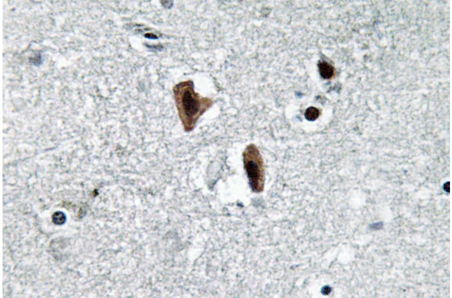 Immunohistochemistry - Anti-Lamin B1 Antibody (R12-2224) - Antibodies.com