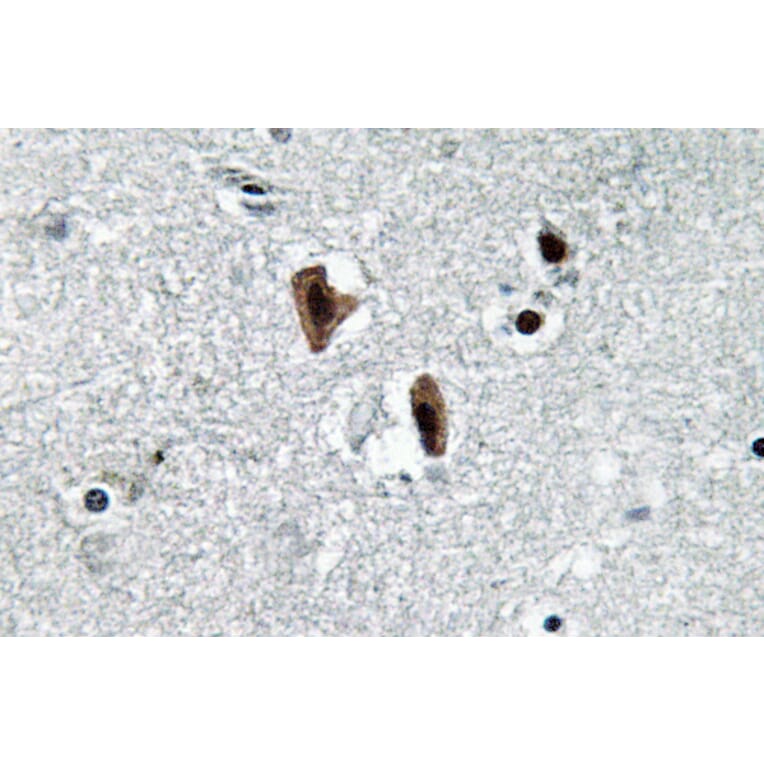 Immunohistochemistry - Anti-Lamin B1 Antibody (R12-2224) - Antibodies.com