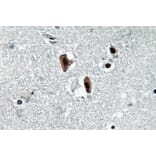 Immunohistochemistry - Anti-Lamin B1 Antibody (R12-2224) - Antibodies.com