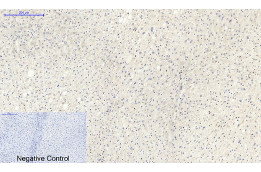 Immunohistochemistry - Anti-Lamin B1 Antibody (R12-2224) - Antibodies.com