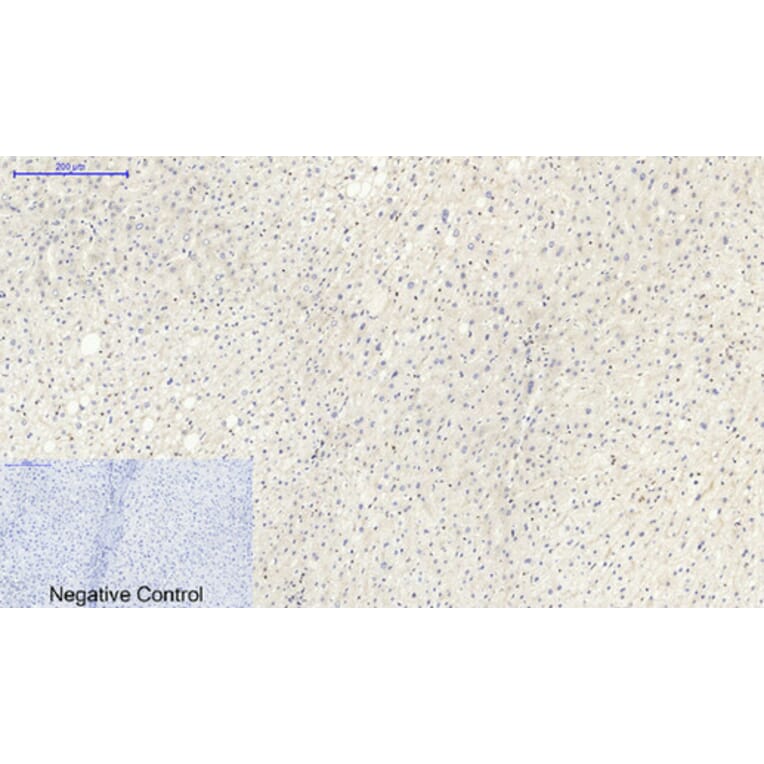 Immunohistochemistry - Anti-Lamin B1 Antibody (R12-2224) - Antibodies.com