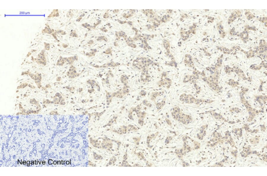 Immunohistochemistry - Anti-Lamin B1 Antibody (R12-2224) - Antibodies.com