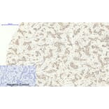 Immunohistochemistry - Anti-Lamin B1 Antibody (R12-2224) - Antibodies.com