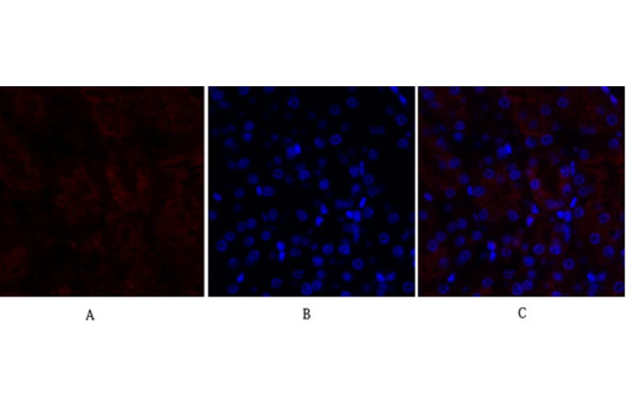 Immunofluorescence - Anti-Lamin B1 Antibody (R12-2224) - Antibodies.com