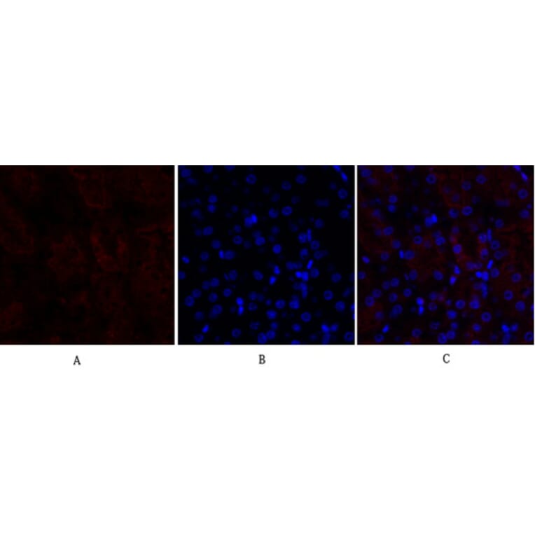 Immunofluorescence - Anti-Lamin B1 Antibody (R12-2224) - Antibodies.com