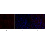 Immunofluorescence - Anti-Lamin B1 Antibody (R12-2224) - Antibodies.com