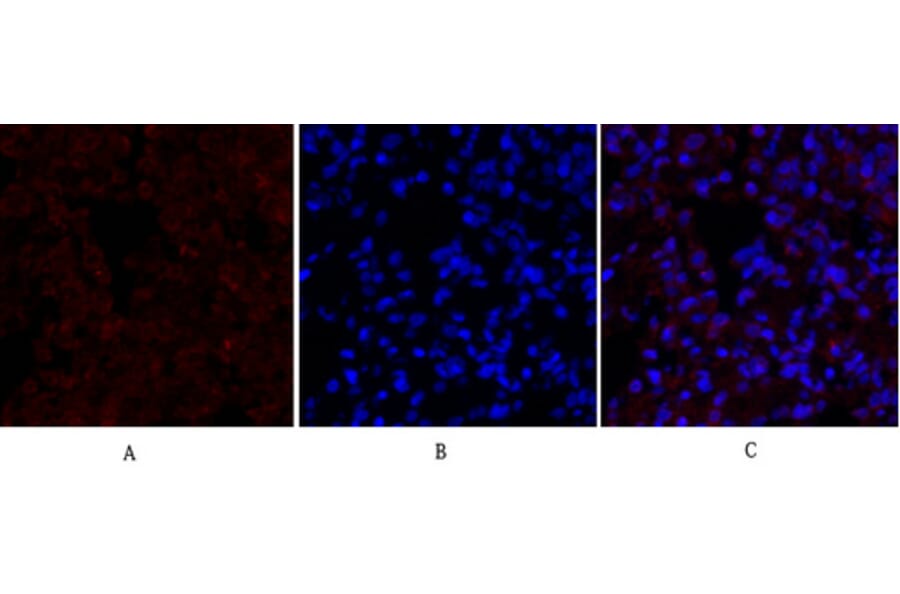 Immunofluorescence - Anti-Lamin B1 Antibody (R12-2224) - Antibodies.com