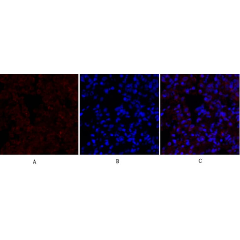 Immunofluorescence - Anti-Lamin B1 Antibody (R12-2224) - Antibodies.com