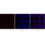 Immunofluorescence - Anti-Lamin B1 Antibody (R12-2224) - Antibodies.com