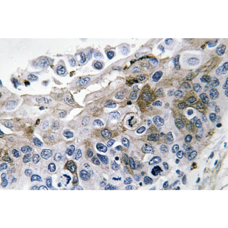 Immunohistochemistry - Anti-IL-1beta Antibody (R12-2204) - Antibodies.com