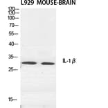 Western Blot - Anti-IL-1beta Antibody (R12-2204) - Antibodies.com