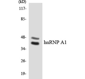 Western Blot - Anti-hnRNP A1 Antibody (R12-2886) - Antibodies.com