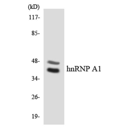 Western Blot - Anti-hnRNP A1 Antibody (R12-2886) - Antibodies.com