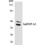 Western Blot - Anti-hnRNP A1 Antibody (R12-2886) - Antibodies.com