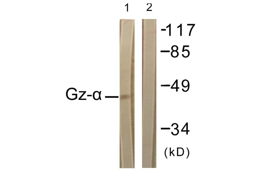Western Blot - Anti-Gz-alpha Antibody (B1033) - Antibodies.com