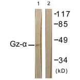 Western Blot - Anti-Gz-alpha Antibody (B1033) - Antibodies.com