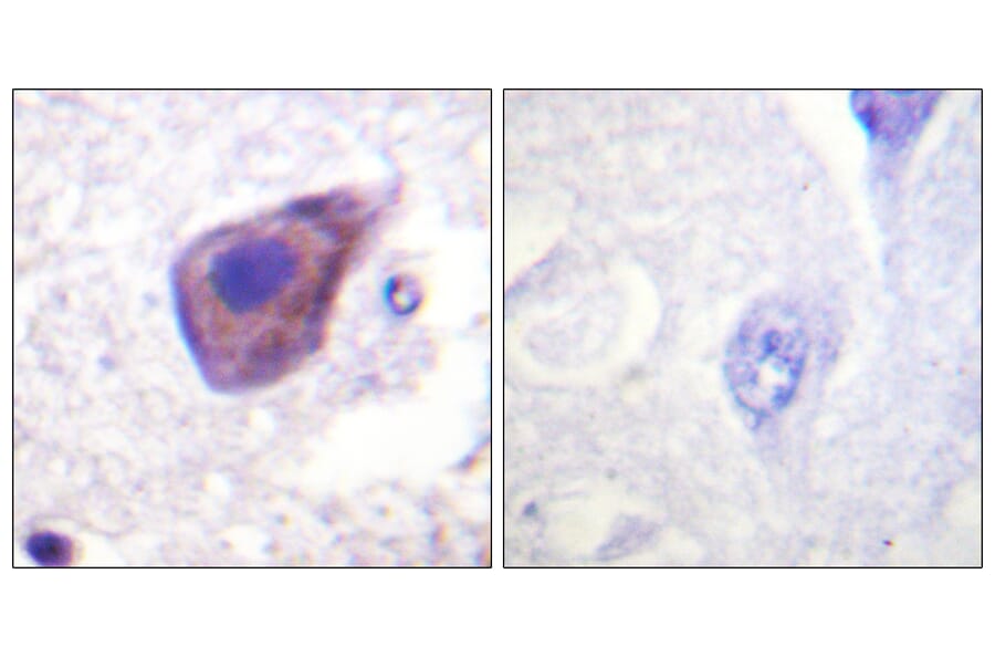 Immunohistochemistry - Anti-Gz-alpha Antibody (B1033) - Antibodies.com
